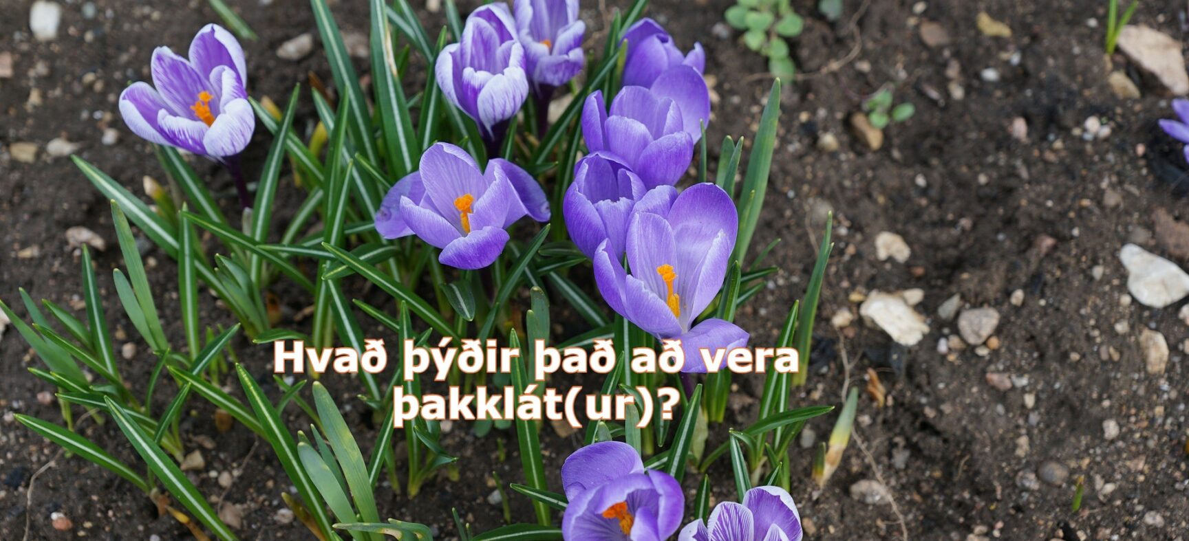 Hvað þýðir það að vera þakklát(ur)?